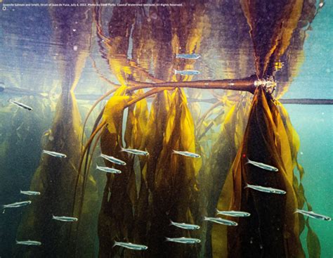 Dynamics of Cold Water Overstory Kelp Forests, Forage Fish, and Salmon ...
