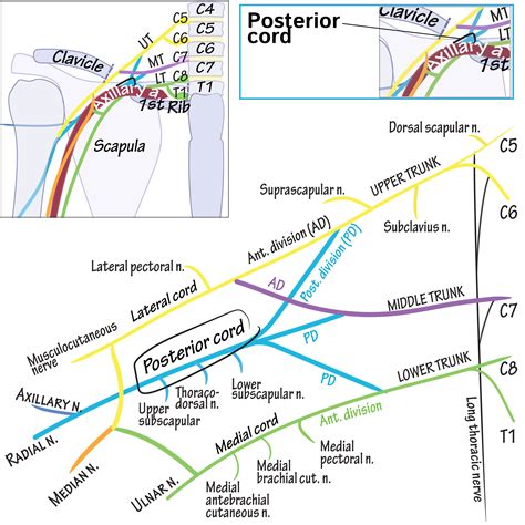 Gross Anatomy Glossary: Brachial Plexus Cord - Posterior Cord | ditki medical & biological sciences