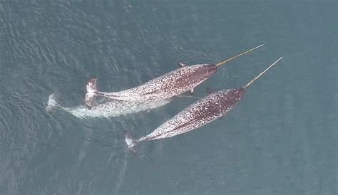 Narwhals Use Their Unicorn Tusks for All Sorts of Things, Drone Footage Reveals