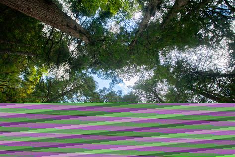 EPBC Reform: A New Leaf for Environmental Regulation - Nexus APAC Group