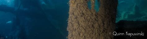 Enhance Your Dive Experience with Enriched Air 2 Nitrox Dives in ...