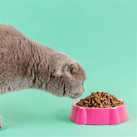 Buy Cat Bowls & Slow Feeders Online in India – Pawxpress