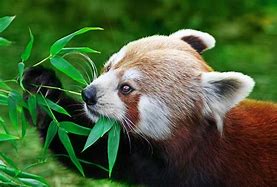 Image result for Cute Red Panda Drinking Boba