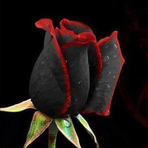 M-Tech Gardens Mall Mayoora Rare Grafted Black Rose with Red Edge ...