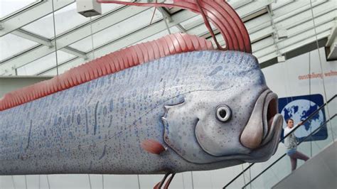 ‘Doomsday fish’ found dead off the coast of Southern California | Fox ...