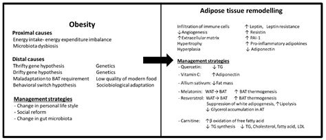 The Influence of Antioxidants on Oxidative Stress-Induced Vascular ...