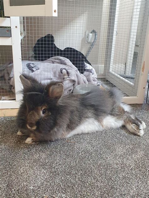 Meet Thunder, lion head who looks innocent but is the most mischievous ...