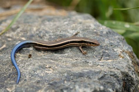 What Do Blue Tailed Skink's Eat at Hector Snodgrass blog