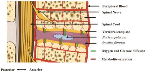 Potential Role for Stem Cell Regenerative Therapy as a Treatment for ...