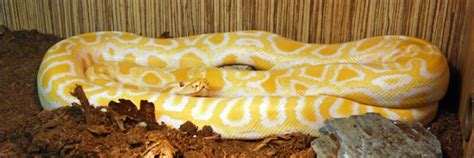 Image result for Owning Male Burmese Python