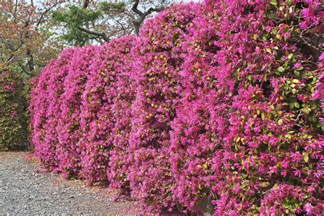 15 Beautiful Shrubs for Privacy