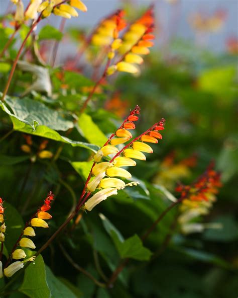 26 Flowering Vines for Fences, Arbors, and Trellises