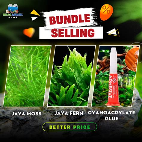 Image result for How to Glue Java Fern to Rocks