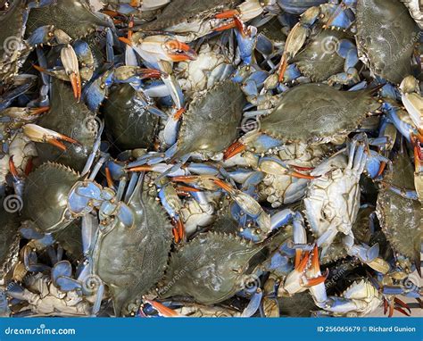 Blue Crabs for Sale at a Grocery Store Stock Image - Image of store ...