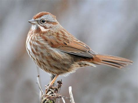 Song Sparrow - eBird