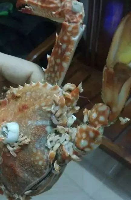 快十一了，螃蟹最肥时…天津网友吃螃蟹吃出了恐怖片！（密恐慎点）_新浪新闻