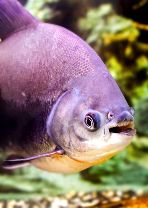 49 Pacu Fish Facts: What You Need To Know | Everywhere Wild