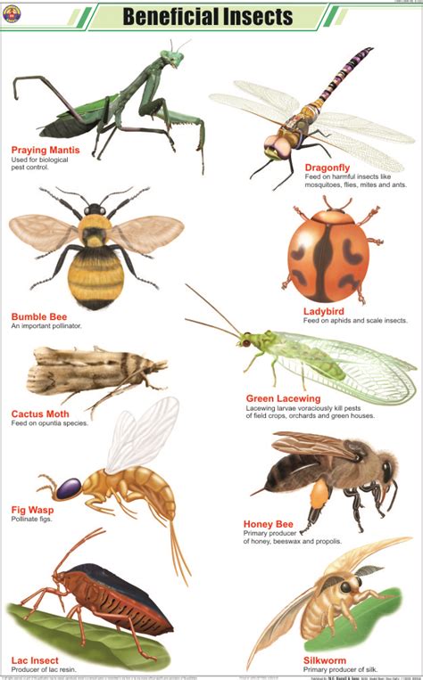 Image result for Insects Help Us How