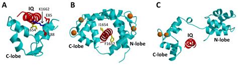 L-Type Ca2+ Channel Regulation by Calmodulin and CaBP1