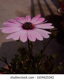 Image result for Flower Side View