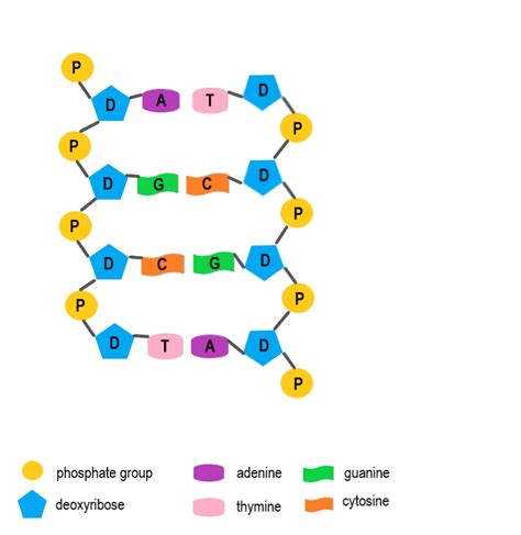 DNA Replication Model Labeled 的图像结果
