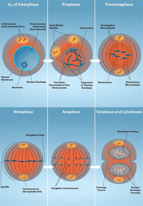 10.2 The Cell Cycle - Biology 2e | OpenStax