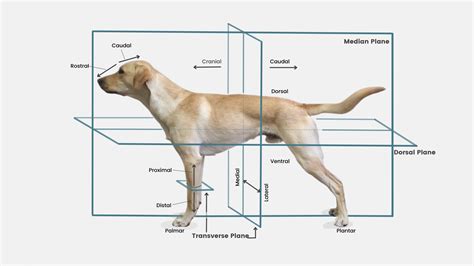 Canine Anatomy: Glossary of terms » Canine Conditioning Coach