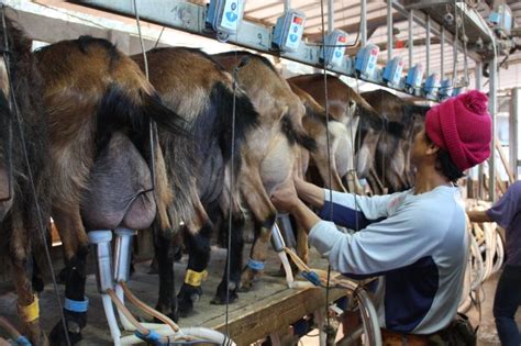 Dairy Goat Farming 的图像结果