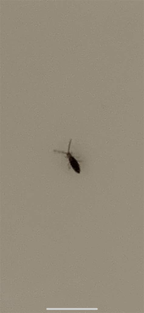 Small Bathroom Bugs Flies Walk On Dirty Window Loopable, HD, NTSC