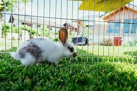 Image result for Midday Cute Little Bunny