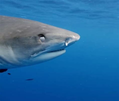 Diver debunks terrifying common misconception about why a shark’s eye ...