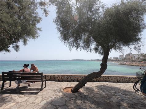 Image result for Male Tree