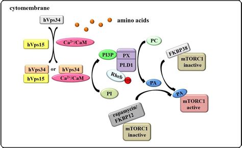 Current Models of Mammalian Target of Rapamycin Complex 1 (mTORC1 ...