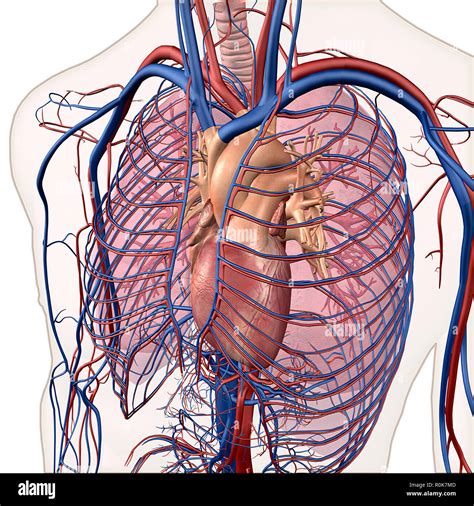 Cardiovascular System Heart And Lungs