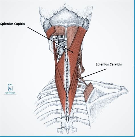Splenius 的图像结果
