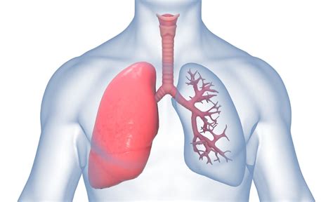 Image result for Respiratory System Composition