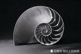 Image result for 螺旋形