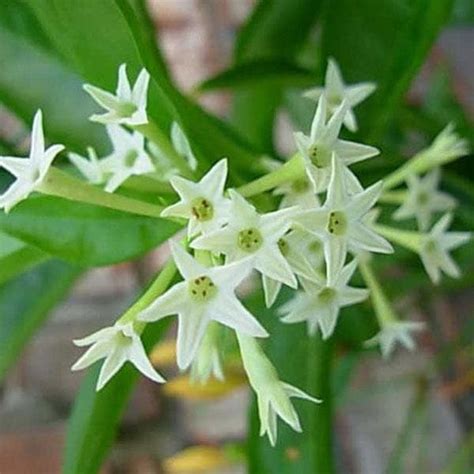 Buy Clerodendrum Inerme (Koinal) - Plant online from Nurserylive at ...