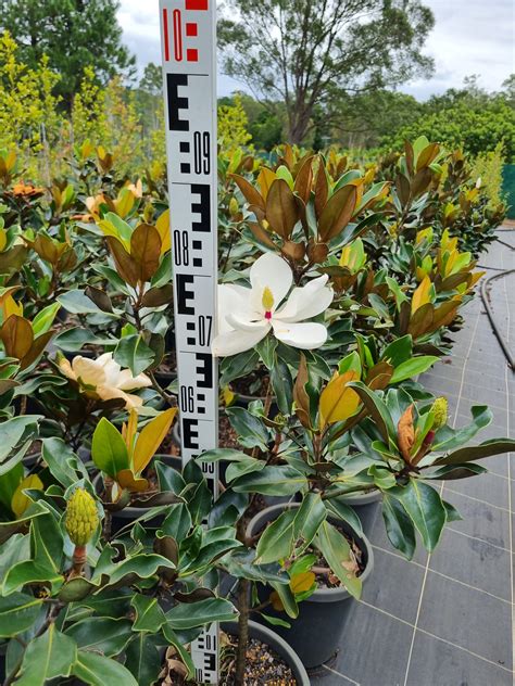 Magnolia grandiflora 'Little Gem' – Delivertree