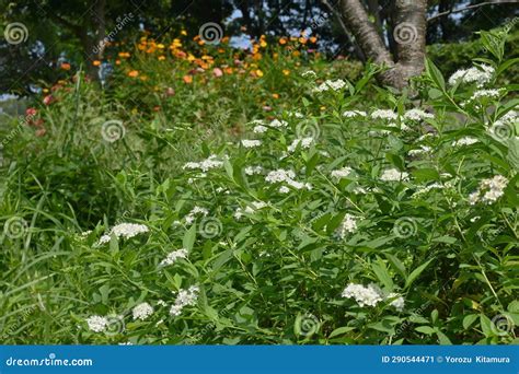 Japanese Spiraea ( Spiraea Japonica ) White Flowers. Rosaceae Deciduous Shrub, Endemic To Japan ...