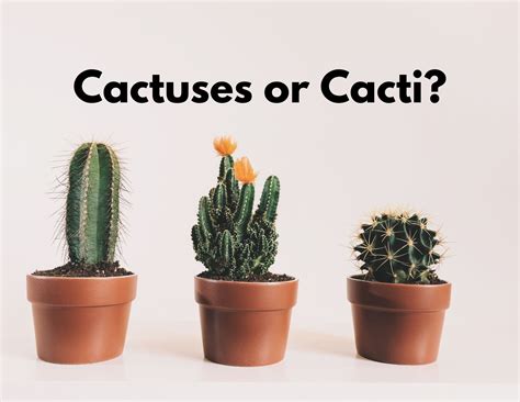Is It Cactuses or Cacti? - BusinessWritingBlog