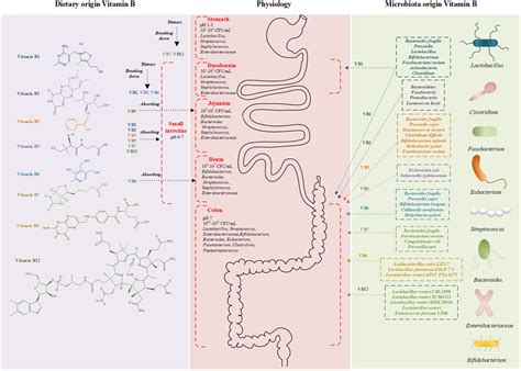 Frontiers | Intermediate role of gut microbiota in vitamin B nutrition and its influences on ...