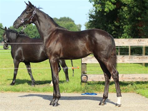 Warmblood Horse Selection - Peter Berkers Sporthorses