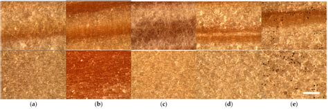 Mold Fungal Resistance of Loose-Fill Thermal Insulation Materials Based ...