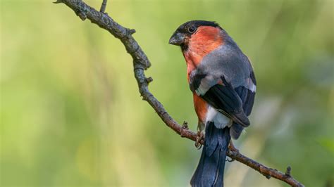 Download wallpaper bird, branch, bullfinch, green background, section ...