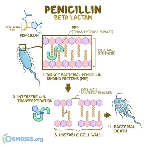 Penicillin: History, Structure, Classification, Mechanism of Action, and Antimicrobial Activity