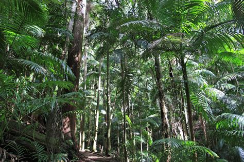 Climate Journeys | Australian Rainforests — darren sears | worldviews