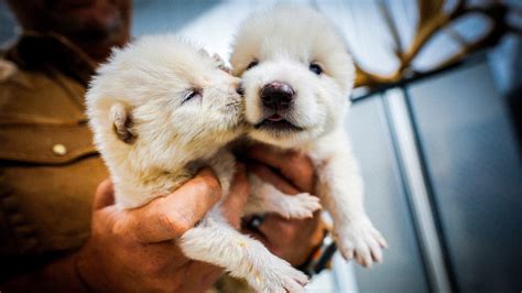 Image result for Real Wolves