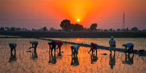 A Lockdown's Ripple Effects on Farming in Haryana Over the Last 2 Months