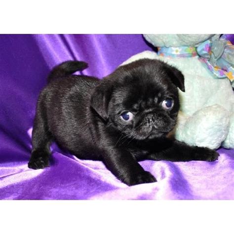 Tiere Kleinanzeigen Lehrte Anzeigenmarkt Lehrte